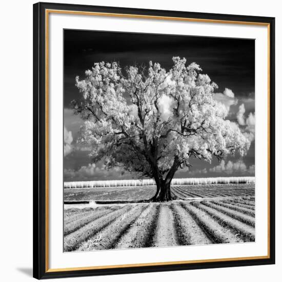 Daydream-Mike Jones-Framed Art Print