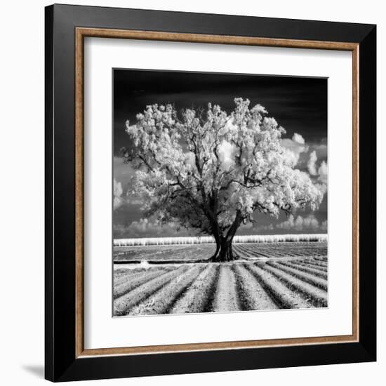 Daydream-Mike Jones-Framed Giclee Print