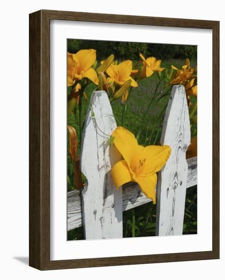 Daylilies By Picket Fence, Stockbridge, Berkshires, Massachusetts, USA-Lisa S^ Engelbrecht-Framed Photographic Print