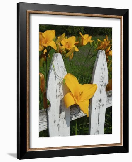 Daylilies By Picket Fence, Stockbridge, Berkshires, Massachusetts, USA-Lisa S^ Engelbrecht-Framed Photographic Print