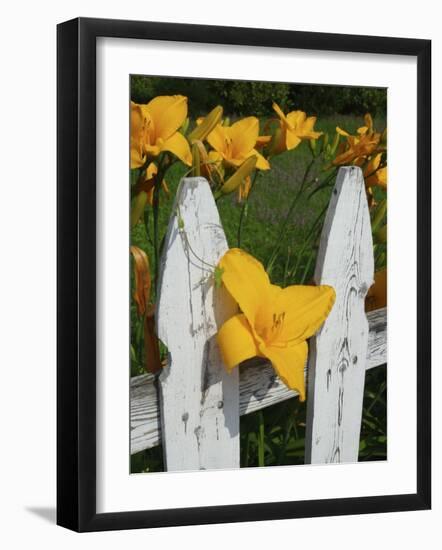 Daylilies By Picket Fence, Stockbridge, Berkshires, Massachusetts, USA-Lisa S^ Engelbrecht-Framed Photographic Print