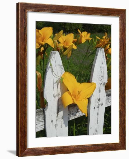 Daylilies By Picket Fence, Stockbridge, Berkshires, Massachusetts, USA-Lisa S^ Engelbrecht-Framed Photographic Print