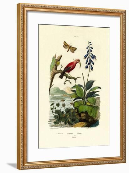 Daylily, 1833-39-null-Framed Giclee Print