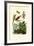 Daylily, 1833-39-null-Framed Giclee Print