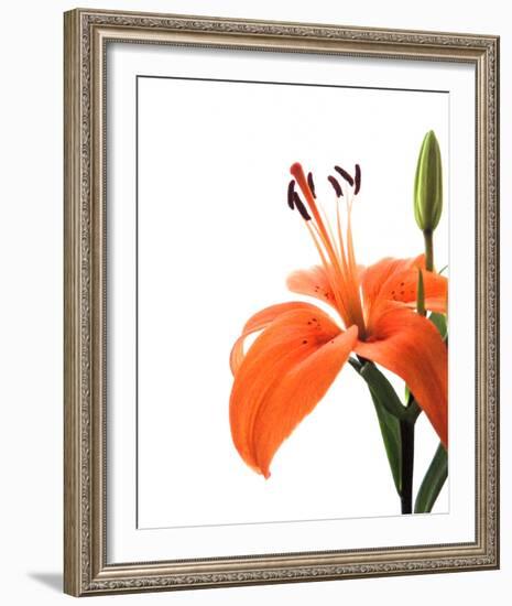 Daylily II-Monika Burkhart-Framed Photo