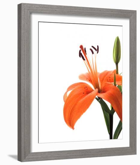 Daylily II-Monika Burkhart-Framed Photo