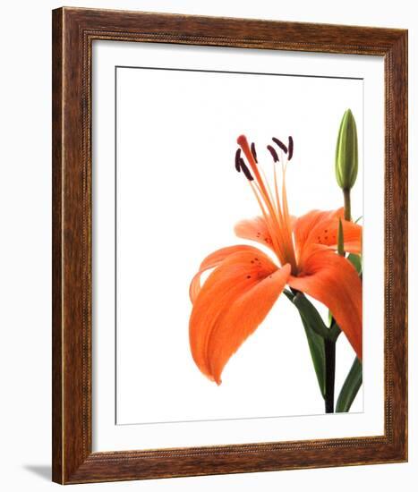 Daylily II-Monika Burkhart-Framed Photo