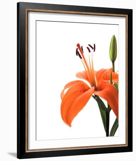 Daylily II-Monika Burkhart-Framed Photo