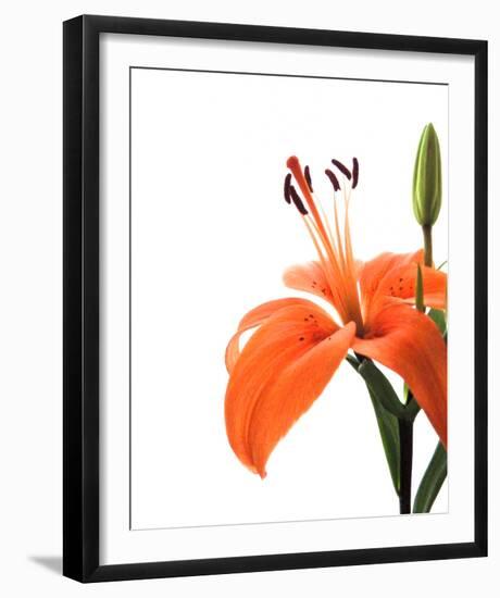 Daylily II-Monika Burkhart-Framed Photo