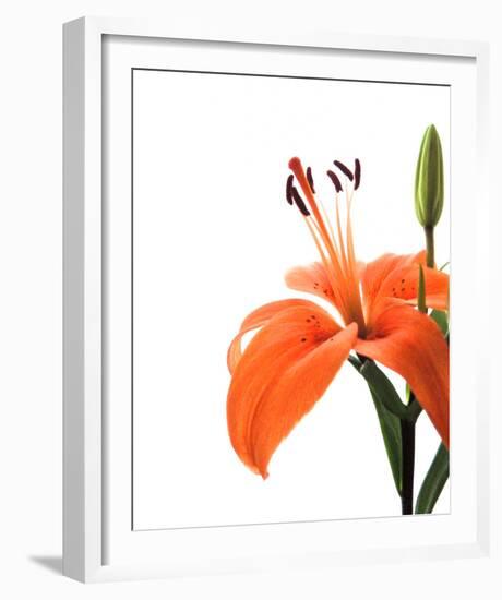 Daylily II-Monika Burkhart-Framed Photo