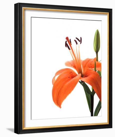 Daylily II-Monika Burkhart-Framed Photo