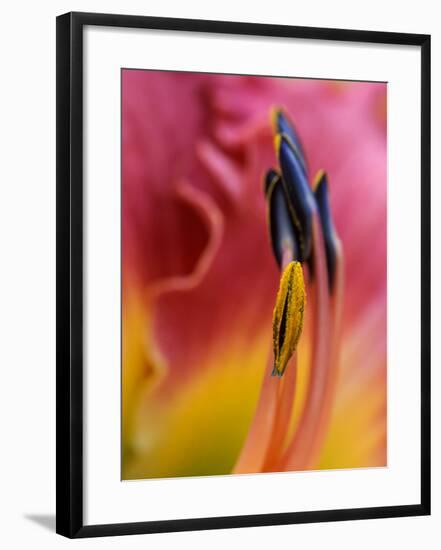 Daylily, Savannah, Georgia, USA-Joanne Wells-Framed Photographic Print