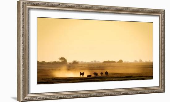 Dazzle of zebras, Chobe National Park, Botswana, Africa-Karen Deakin-Framed Photographic Print