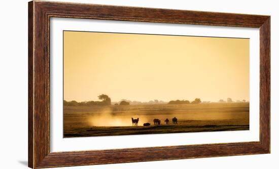 Dazzle of zebras, Chobe National Park, Botswana, Africa-Karen Deakin-Framed Photographic Print