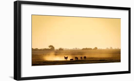 Dazzle of zebras, Chobe National Park, Botswana, Africa-Karen Deakin-Framed Photographic Print