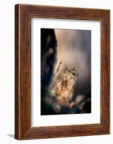 Dazzle-Ursula Abresch-Framed Photographic Print