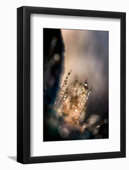 Dazzle-Ursula Abresch-Framed Photographic Print