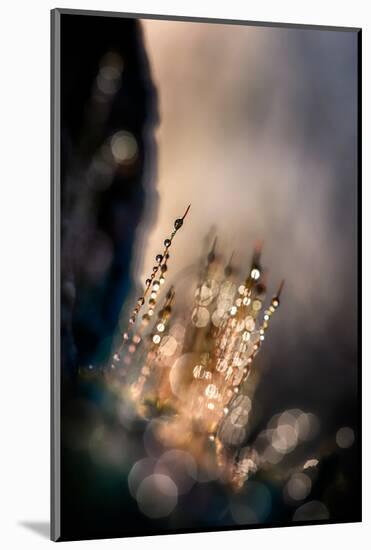 Dazzle-Ursula Abresch-Mounted Photographic Print