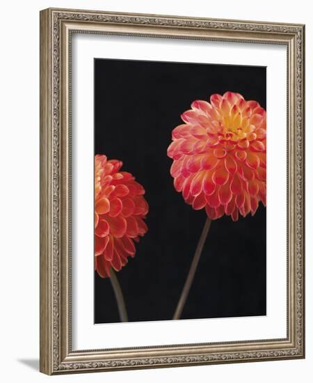 Dazzling Dahlias-Assaf Frank-Framed Giclee Print