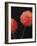 Dazzling Dahlias-Assaf Frank-Framed Giclee Print