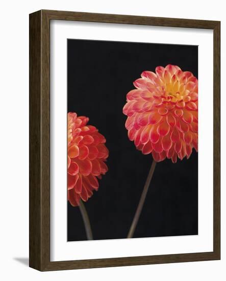 Dazzling Dahlias-Assaf Frank-Framed Giclee Print