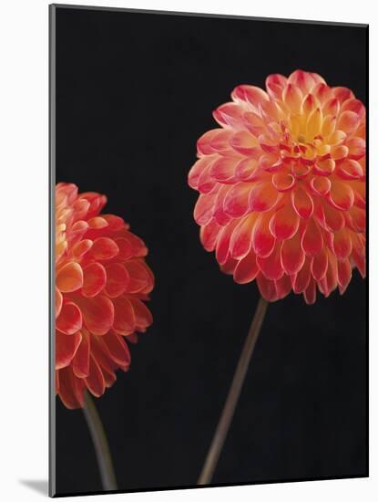 Dazzling Dahlias-Assaf Frank-Mounted Giclee Print