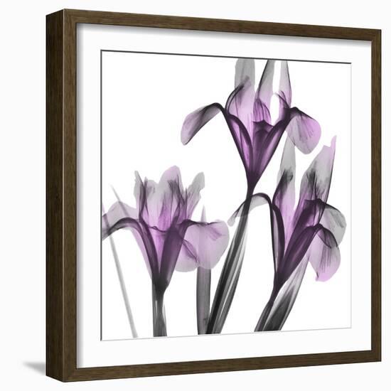 Dazzling Iris-Albert Koetsier-Framed Photographic Print