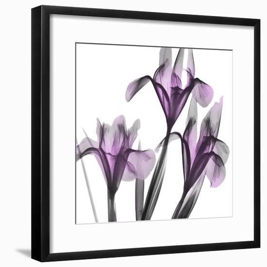 Dazzling Iris-Albert Koetsier-Framed Photographic Print