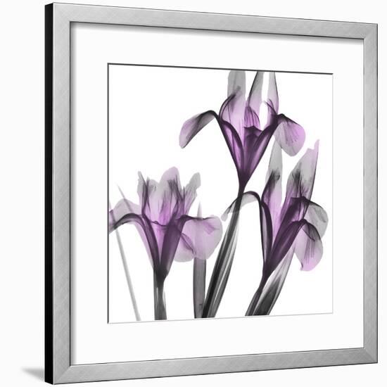 Dazzling Iris-Albert Koetsier-Framed Photographic Print