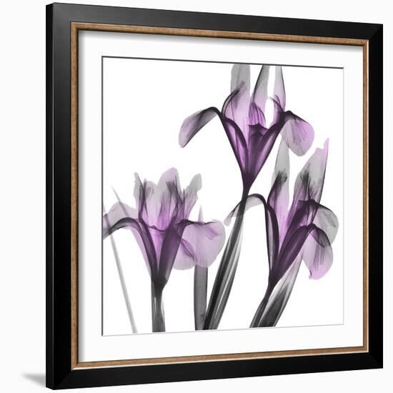 Dazzling Iris-Albert Koetsier-Framed Photographic Print