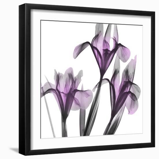 Dazzling Iris-Albert Koetsier-Framed Photographic Print