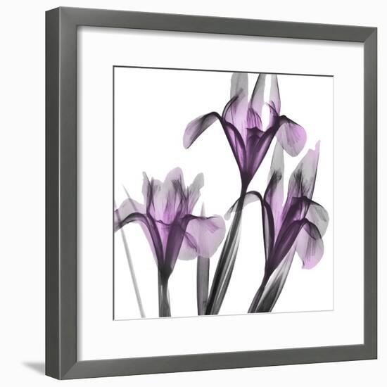 Dazzling Iris-Albert Koetsier-Framed Photographic Print