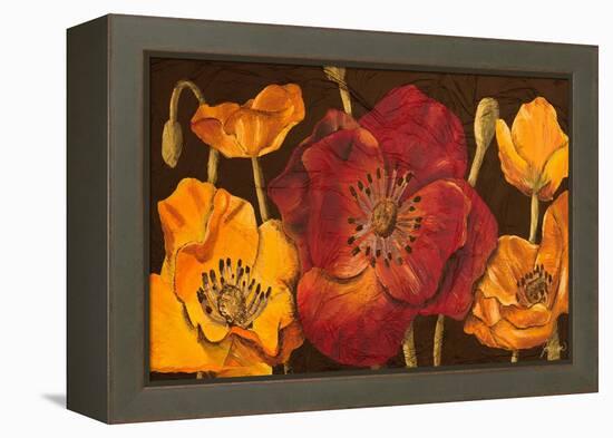 Dazzling Poppies I (Black)-Josefina-Framed Stretched Canvas