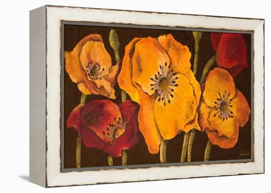 Dazzling Poppies II (Black)-Josefina-Framed Stretched Canvas