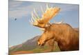 Premium Photographic Print