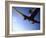 Dc-3 Airplane and Skydivers Zephyrhills, Florida, USA-null-Framed Photographic Print