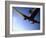 Dc-3 Airplane and Skydivers Zephyrhills, Florida, USA-null-Framed Photographic Print