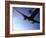 Dc-3 Airplane and Skydivers Zephyrhills, Florida, USA-null-Framed Photographic Print