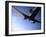 Dc-3 Airplane and Skydivers Zephyrhills, Florida, USA-null-Framed Photographic Print