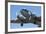 DC3 (Douglas C-47 Dakota), Airshow-David Wall-Framed Photographic Print