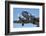 DC3 (Douglas C-47 Dakota), Airshow-David Wall-Framed Photographic Print