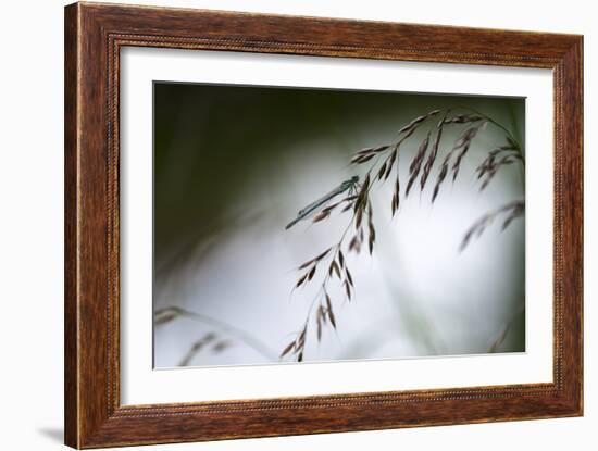 DDD-A Piece Of Nature-Mathieu Rivrin-Framed Photographic Print