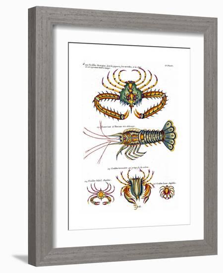 De haut en bas: crabe et scorpion dangereux mais comestible, écrevisse de Hourive-null-Framed Giclee Print