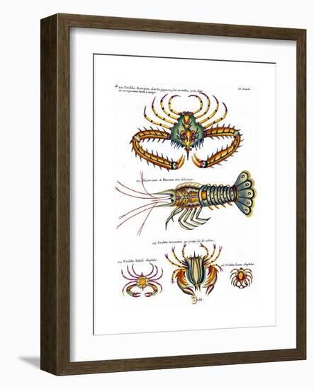 De haut en bas: crabe et scorpion dangereux mais comestible, écrevisse de Hourive-null-Framed Giclee Print