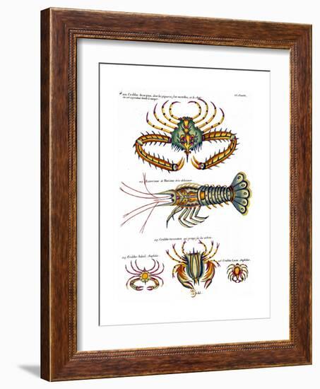De haut en bas: crabe et scorpion dangereux mais comestible, écrevisse de Hourive-null-Framed Giclee Print