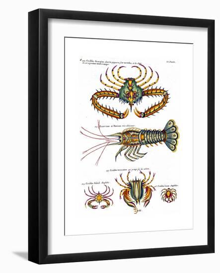 De haut en bas: crabe et scorpion dangereux mais comestible, écrevisse de Hourive-null-Framed Giclee Print