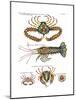 De haut en bas: crabe et scorpion dangereux mais comestible, écrevisse de Hourive-null-Mounted Giclee Print