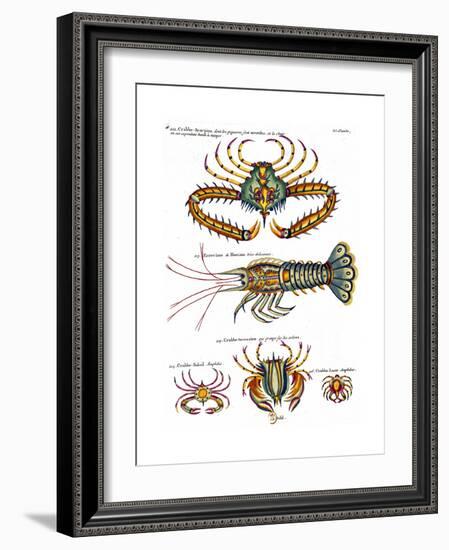 De haut en bas: crabe et scorpion dangereux mais comestible, écrevisse de Hourive-null-Framed Giclee Print