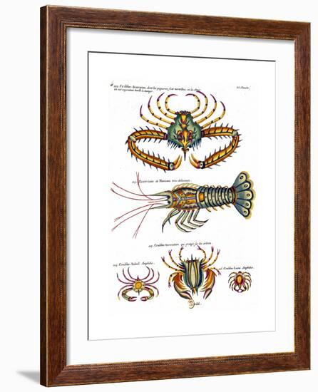 De haut en bas: crabe et scorpion dangereux mais comestible, écrevisse de Hourive-null-Framed Giclee Print