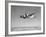 De Havilland Mosquito in Flight-null-Framed Photographic Print